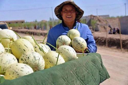 春运哈瓜群众吃瓜,群众吃瓜背后的社会观察