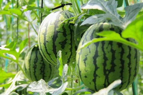 吃瓜群众那个瓜是什么瓜,究竟是什么瓜引发全民关注?