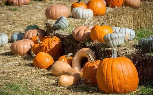 蓬莱吃瓜群众,揭秘当地百姓的日常生活与趣闻轶事