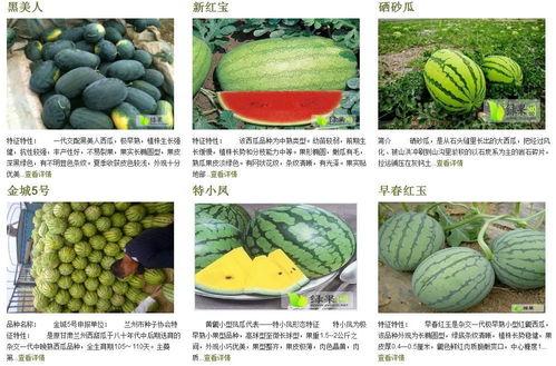 在年代文里的吃瓜群众,吃瓜群众的视角见证时代变迁