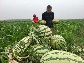 世上最强吃瓜群众是谁啊,谁是世间最强“吃瓜群众”?