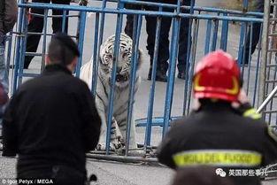 吃瓜群众恐慌怎么办,冷静分析与有效应对策略