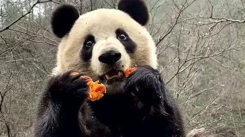 大熊猫吃瓜群众被波及,波及众生