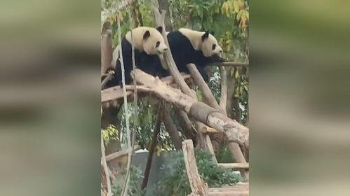 大熊猫吃瓜群众被波及,波及众生