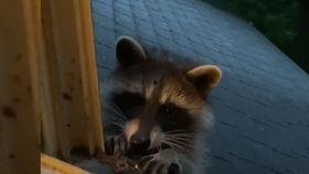 吃瓜群众浣熊君,揭秘娱乐圈幕后故事