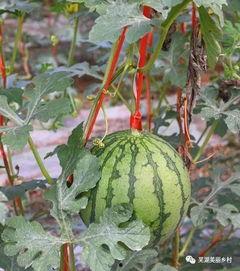 吃瓜群众专属福利,畅享夏日清凉盛宴