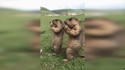 草原上吃瓜群众,揭秘草原上吃瓜群众的欢乐时光